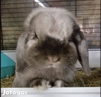 Mini kosorrú nyuszi ealdó