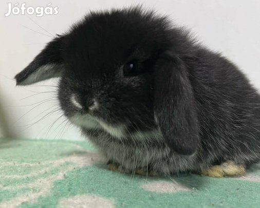 Mini kosorrú nyuszi eladó