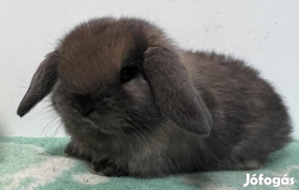 Mini kosorrú nyuszi eladó