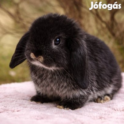 Mini kosorrú nyuszi eladó