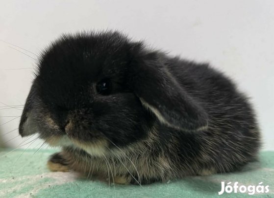 Mini kosorrú nyuszi eladó