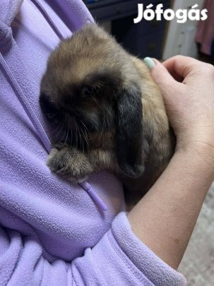 Mini kosorrú nyuszi eladó