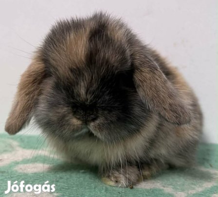 Mini kosorrú nyuszi eladó