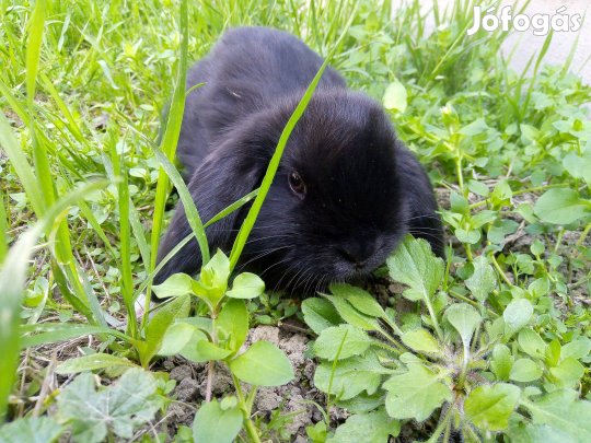 Mini kosorrú nyuszi logófülű törzskönyves törpenyúl