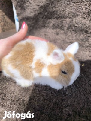 Mini kosorru nyuszi torpenyul