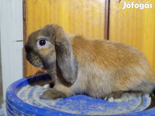 Mini kosorrú törpenyúl