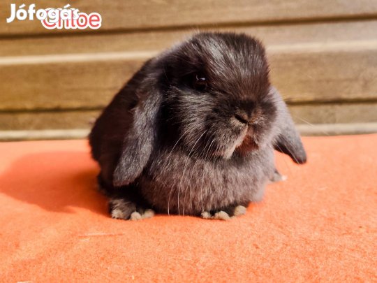 Mini kosorrú törpenyúl