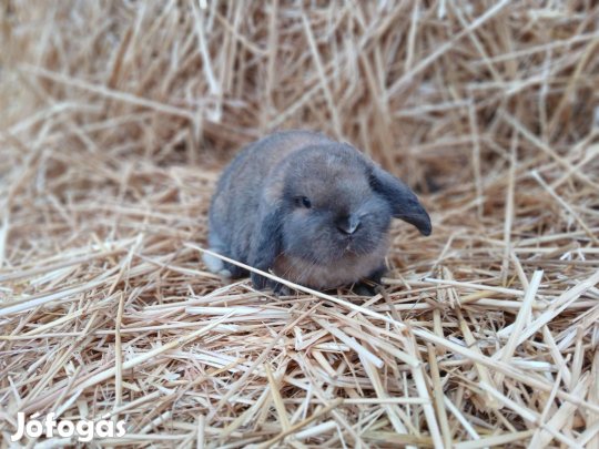 Mini kosorrú törpenyúl / nyúl