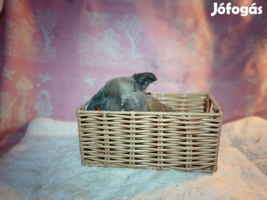 Mini kosorrú törpenyúl / nyúl