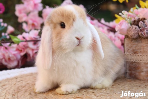 Mini kosorrú törpenyúl logófűlű törpenyuszi