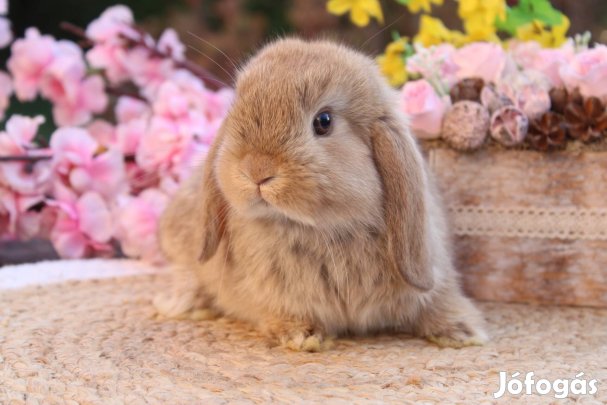 Mini kosorrú törpenyúl logófűlű törpenyuszi