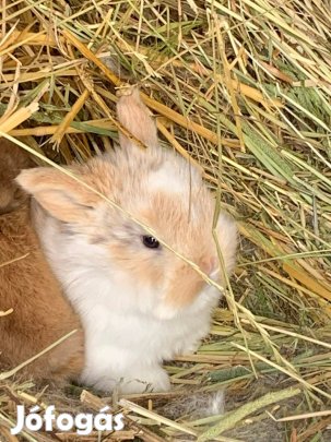Mini kosorrú törpenyúl logófűlű törpenyuszi