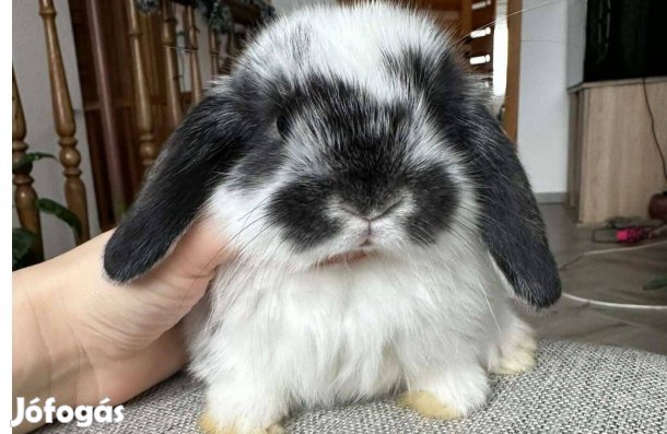 Mini kosorrú törpenyúl tenyészetből