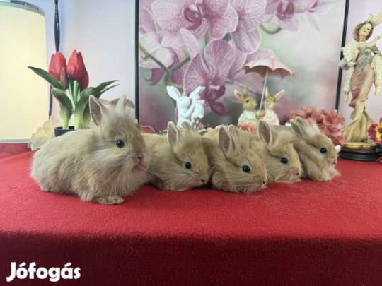 Mini oroszlánfejű nyúl, nyuszi, törpenyúl