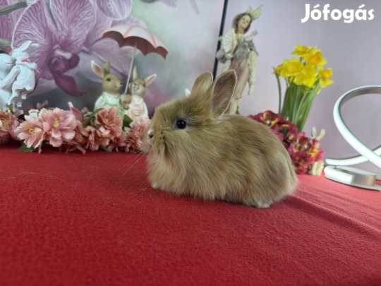 Mini oroszlánfejű nyúl, nyuszi, törpenyúl, törpenyuszi