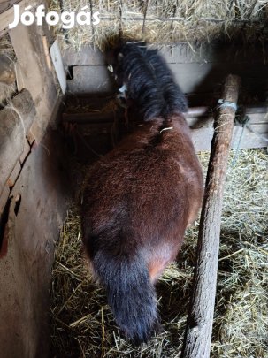 Mini póni eladó 67 cm