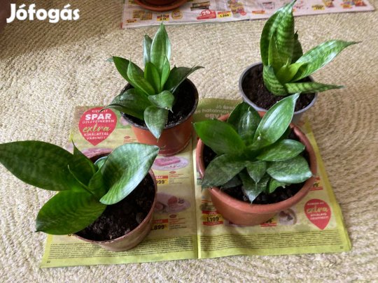 Mini sanzavéria (Anyósnyelv) szobanövények