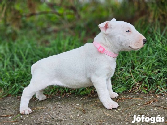 Miniatür Bullterrier 8-hetes minöségi szuka kiskutya eladó!