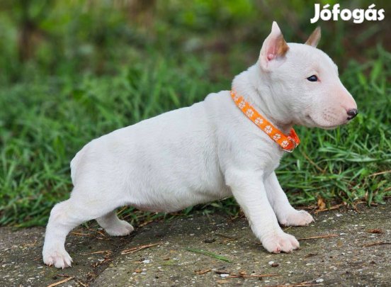 Miniatür Bullterrier 8-hetes szuka kiskutya eladó!
