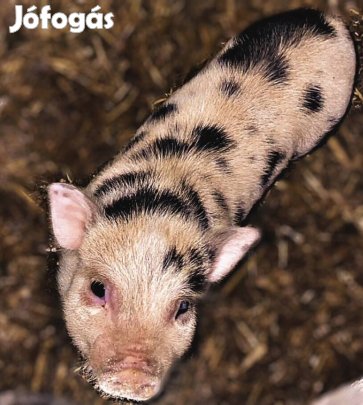 Minnesotai Törpe Malac