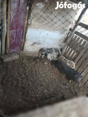 Minnesotai malac család költözne