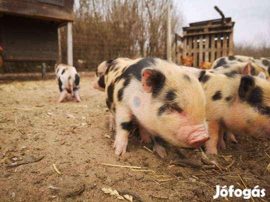 Minnesotai malac eladó