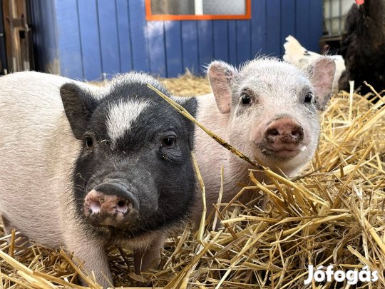 Minnesotai malackák eladók