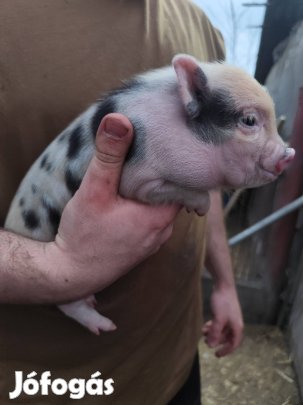 Minnesotai törpe kismalacok