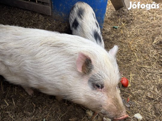 Minnesotai törpe malac