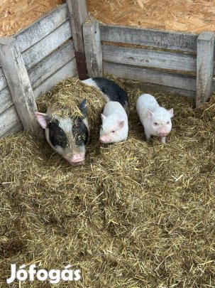 Minnesotai törpe malac eladó Sóstóhegyen