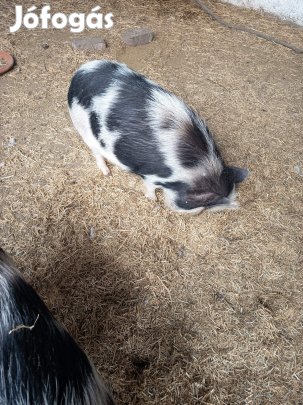 Minnesotai törpe malacok