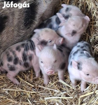 Minnesotai törpe malacok törpemalac 