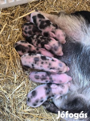 Minnesotai torpemalac