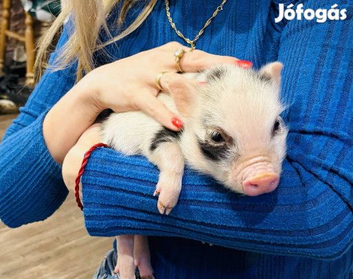 Minnesotai törpemalac