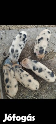 Minnesotai törpemalac