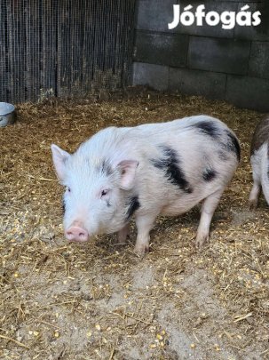 Minnesotai törpemalac kansüldő!