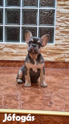 Minőségi Francia bulldog kiskutyák kaphatók!