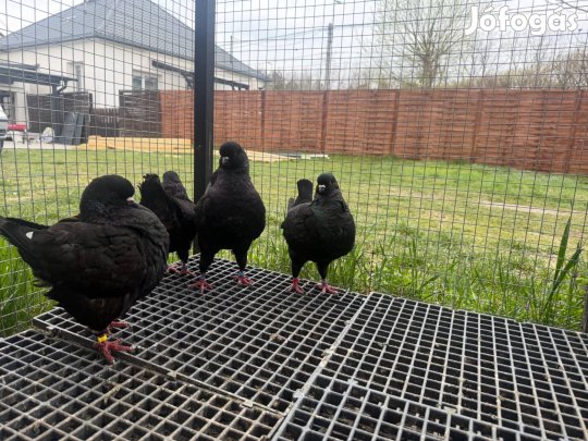 Minőségi Kintgalambok Eladók!