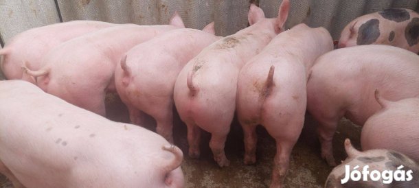 Minőségi Malacok Sűldők