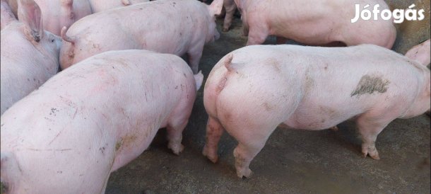Minőségi Malacok Süldők