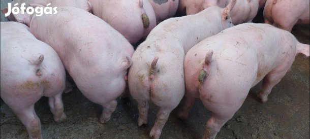 Minőségi Malacok Sűldők