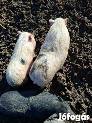 Minőségi Vietnámi Sertés