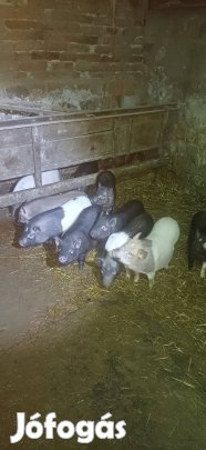 Minőségi Vietnámi Süldők !!!