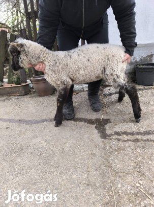 Minőségi bárányok!