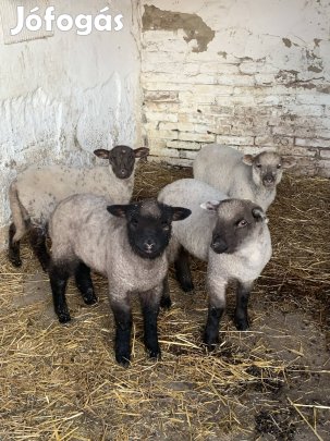 Minőségi bárányok eladók