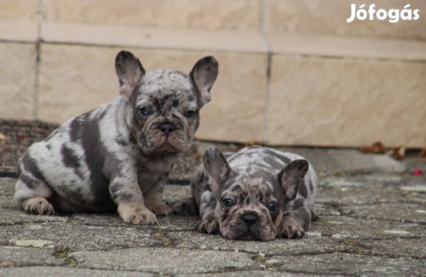 Minőségi francia bulldog szuka kiskutya!