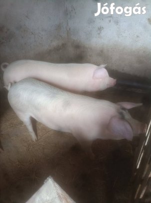 Minőségi hízó eladó