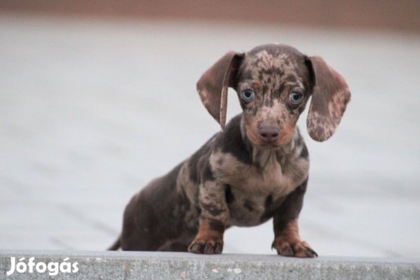 Minőségi törzskönyvezett tacskó kan kiskutya!