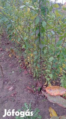 Mirabolán (vadszilva)csemete eladó