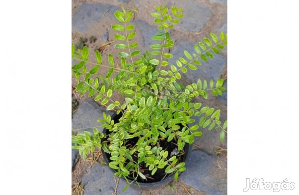 Mirtuszlonc Tarkalevelű, Lonicera nitida